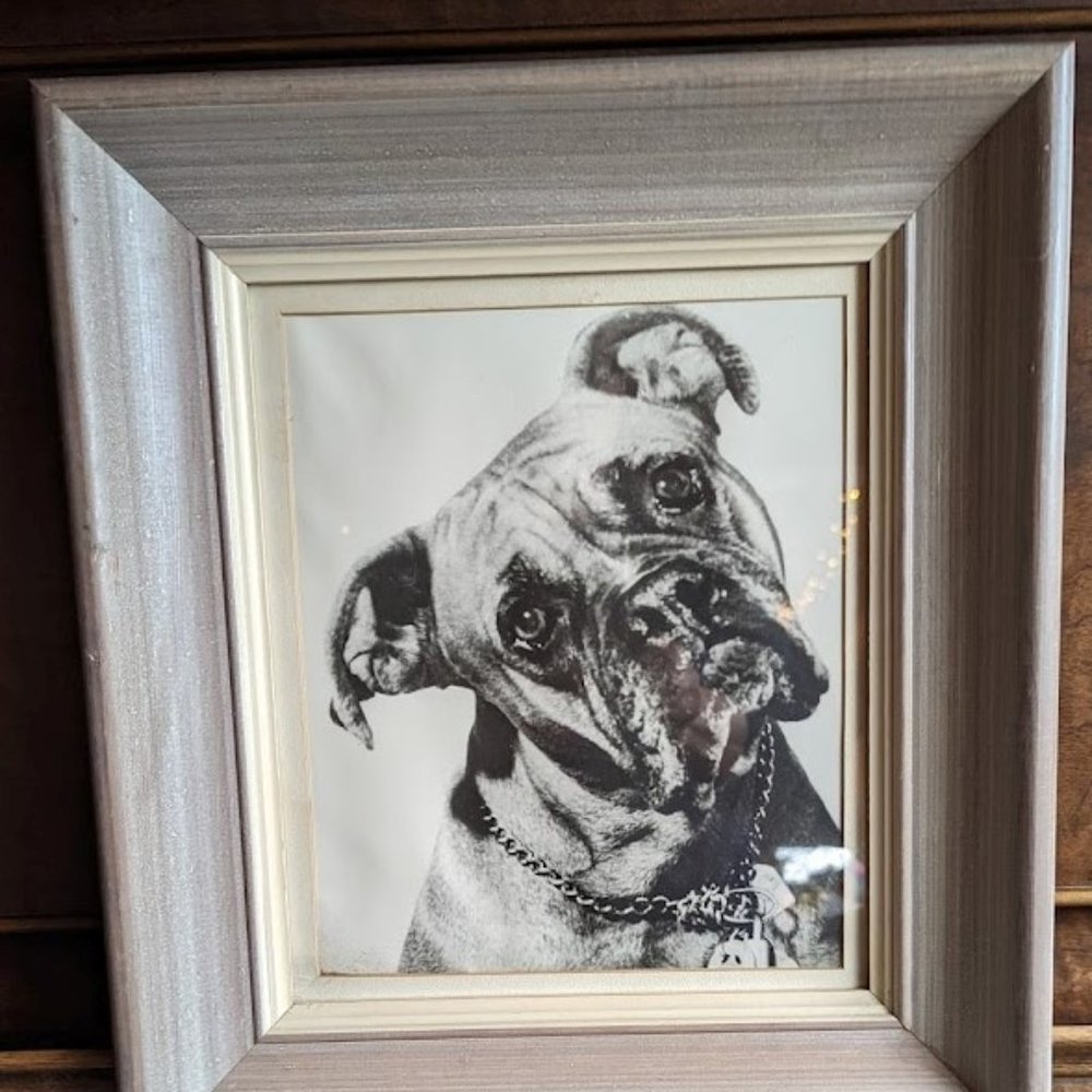 20% OFF  Vintage Pet Photograph – Lucky-the-Boxer – c 1957